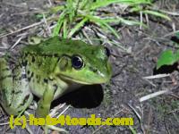 /home//u458753944/public_html/sourcegallery///////Frogs/More bullfrogs/P8170145.JPG